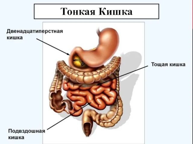 Тонкая Кишка