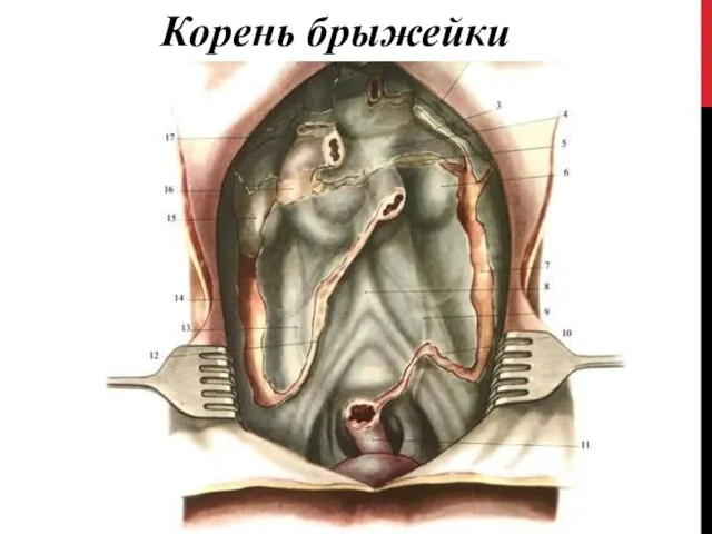 Корень брыжейки