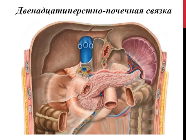 Двенадцатиперстно-почечная связка