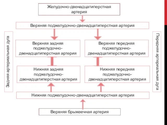 Желудочно-двенадцатиперстная артерия Верхняя задняя поджелудочно-двенадцатиперстная артерия Верхняя передняя поджелудочно-двенадцатиперстная артерия Нижняя