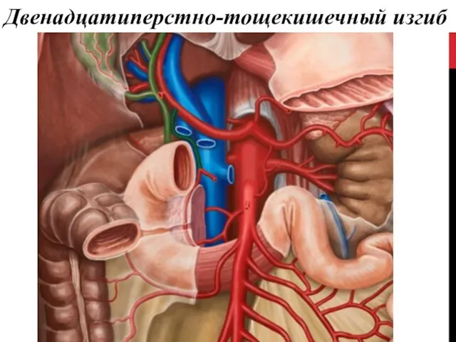 Двенадцатиперстно-тощекишечный изгиб