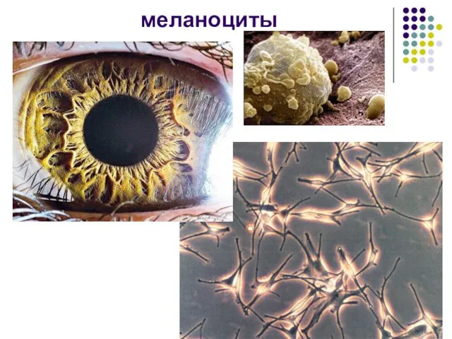 меланоциты