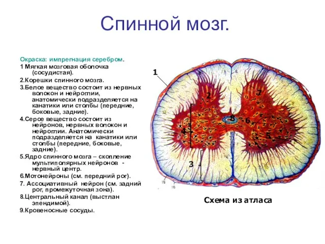 Спинной мозг. Окраска: импрегнация серебром. 1 Мягкая мозговая оболочка (сосудистая). 2.Корешки