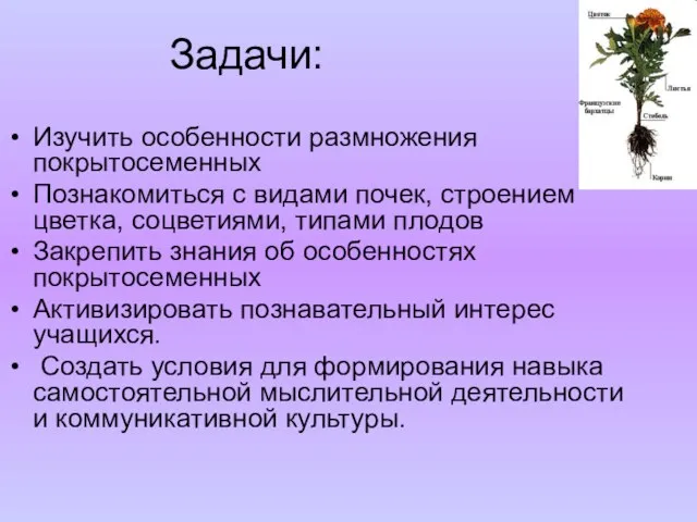 Задачи: Изучить особенности размножения покрытосеменных Познакомиться с видами почек, строением цветка,