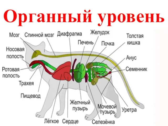 Органный уровень