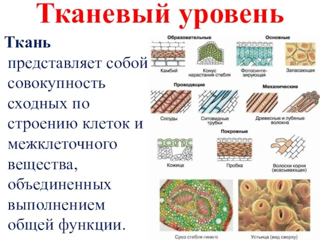 Тканевый уровень Ткань представляет собой совокупность сходных по строению клеток и