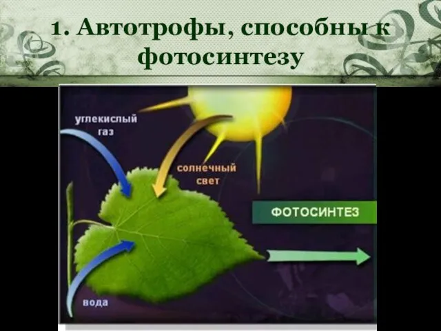 1. Автотрофы, способны к фотосинтезу