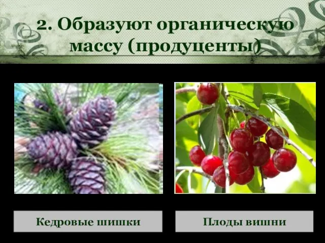 2. Образуют органическую массу (продуценты) Плоды вишни Кедровые шишки