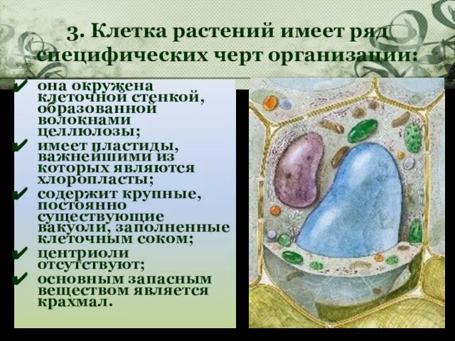 3. Клетка растений имеет ряд специфических черт организации: она окружена клеточной