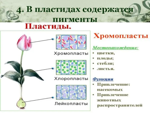 4. В пластидах содержатся пигменты Зелёный пигмент – хлорофилл Оранжевые, желтые, красные каротиноиды