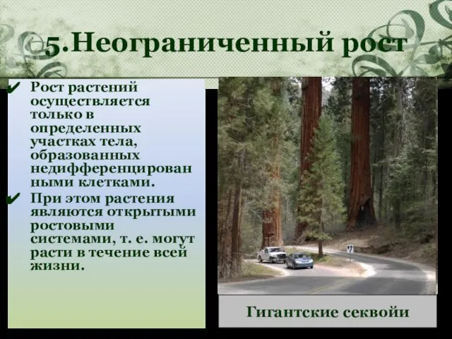 5.Неограниченный рост Рост растений осуществляется только в определенных участках тела, образованных