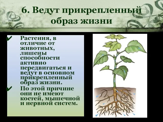 6. Ведут прикрепленный образ жизни Растения, в отличие от животных, лишены