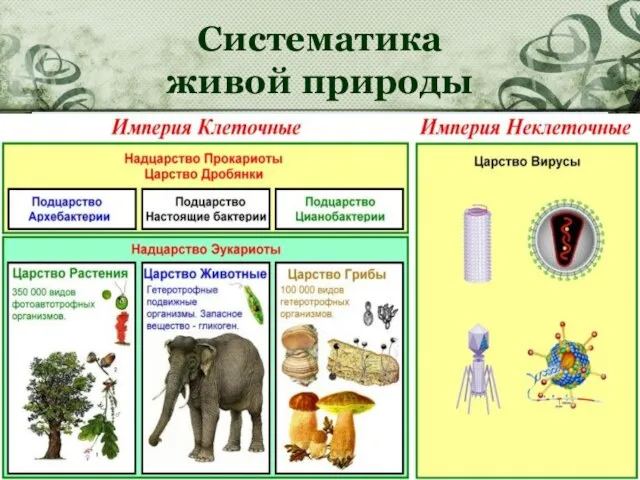 Систематика живой природы