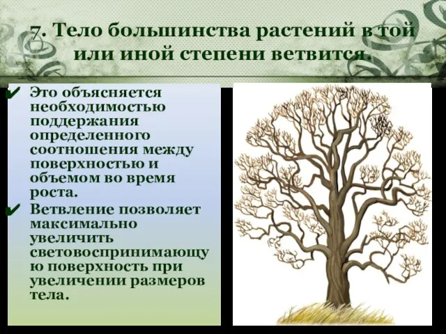 7. Тело большинства растений в той или иной степени ветвится. Это