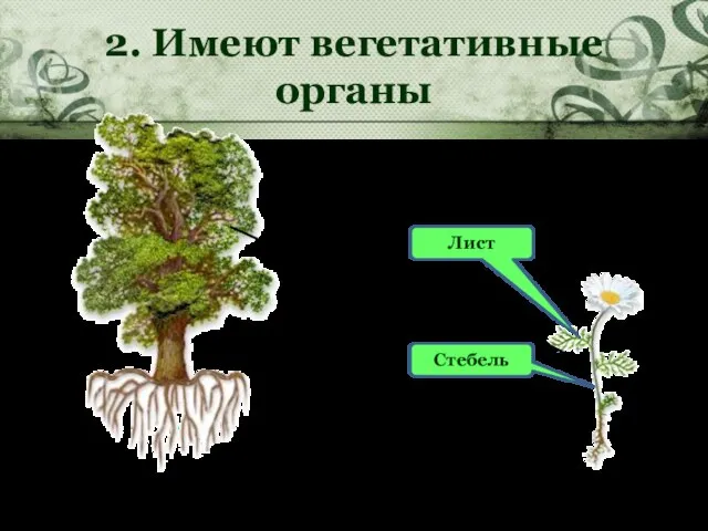 2. Имеют вегетативные органы Лист Стебель