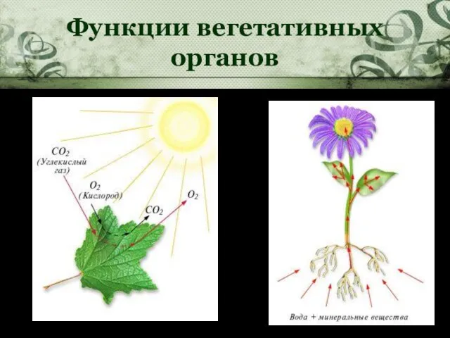 Функции вегетативных органов