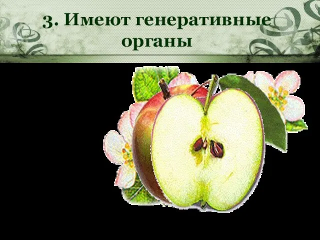 3. Имеют генеративные органы