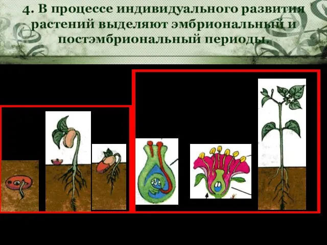 Эмбриональный Постэмбриональный 4. В процессе индивидуального развития растений выделяют эмбриональный и постэмбриональный периоды.