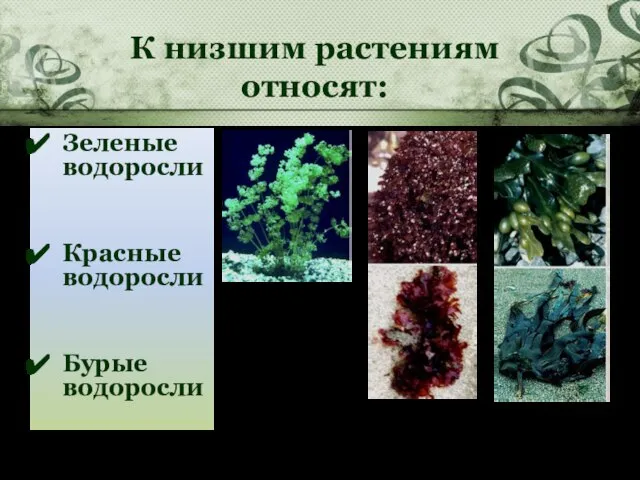 К низшим растениям относят: Зеленые водоросли Красные водоросли Бурые водоросли