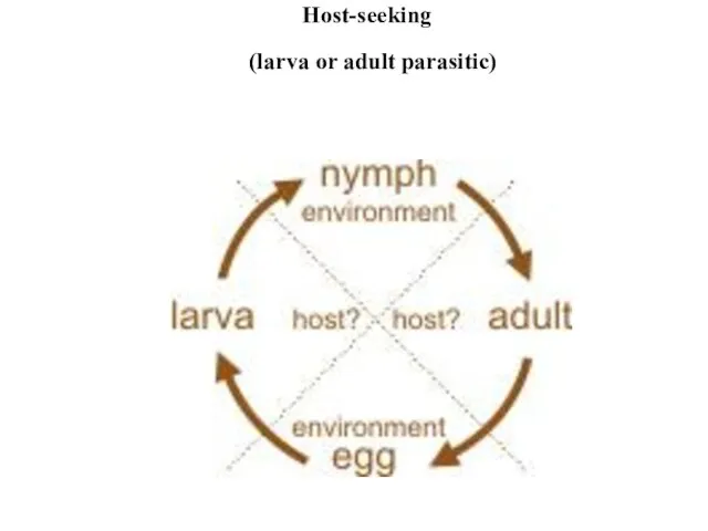 (larva or adult parasitic)