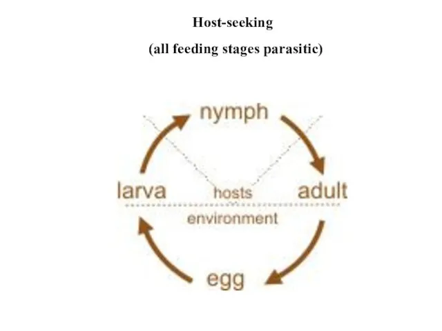 (all feeding stages parasitic)