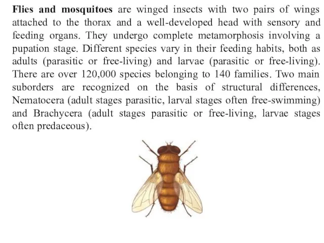 Flies and mosquitoes are winged insects with two pairs of wings