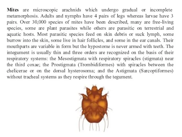 Mites are microscopic arachnids which undergo gradual or incomplete metamorphosis. Adults