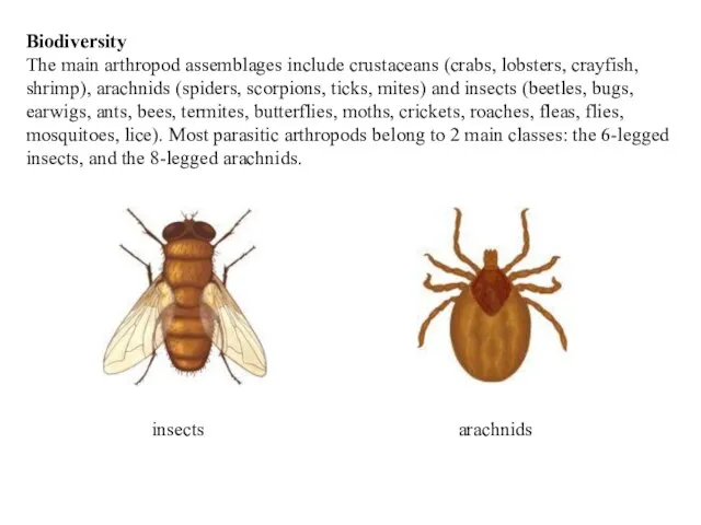 Biodiversity The main arthropod assemblages include crustaceans (crabs, lobsters, crayfish, shrimp),