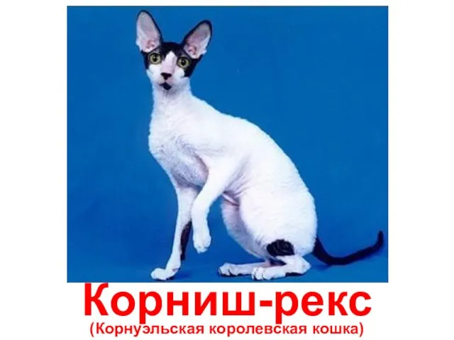 Корниш-рекс (Корнуэльская королевская кошка)