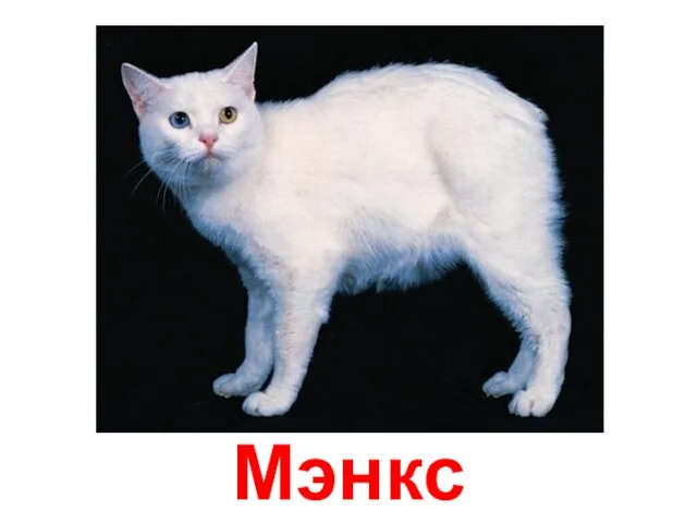 Мэнкс