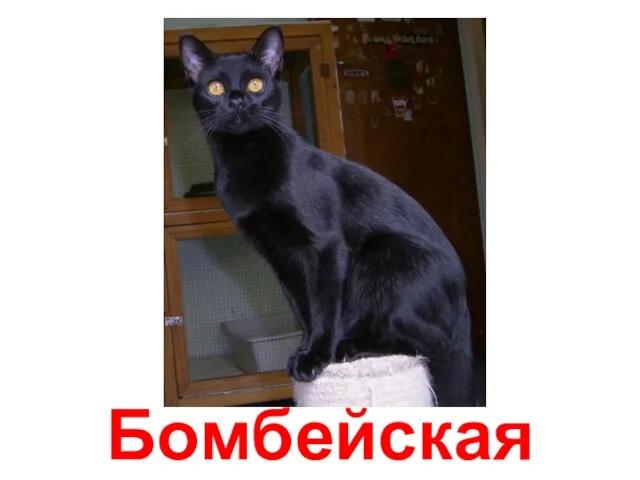 Бомбейская