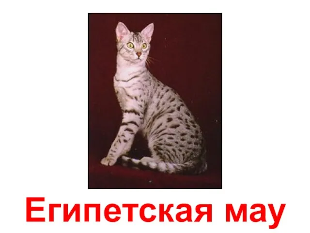 Египетская мау