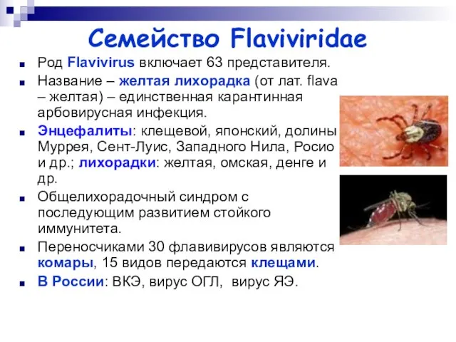 Семейство Flaviviridae Род Flavivirus включает 63 представителя. Название – желтая лихорадка