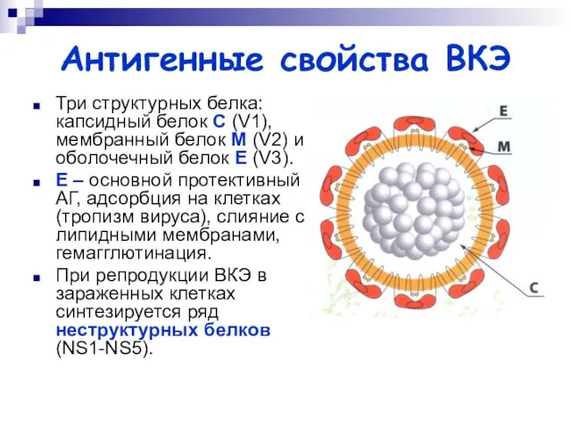 Антигенные свойства ВКЭ Три структурных белка: капсидный белок С (V1), мембранный