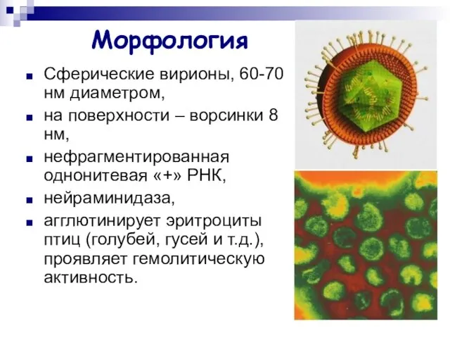 Морфология Сферические вирионы, 60-70 нм диаметром, на поверхности – ворсинки 8