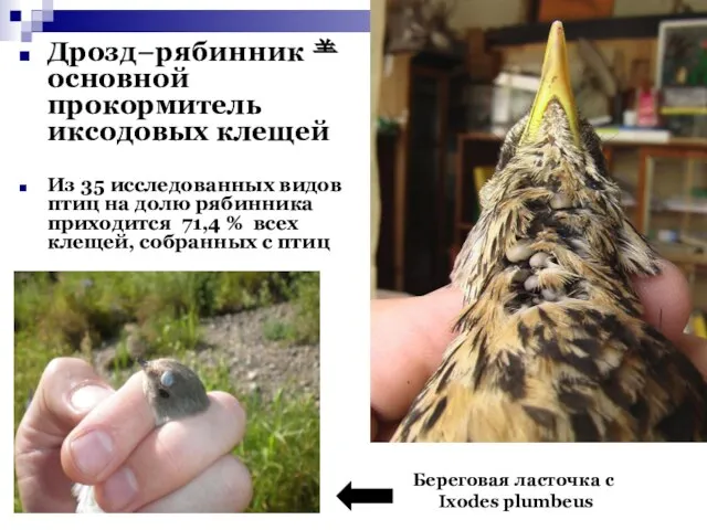 Дрозд−рябинник  основной прокормитель иксодовых клещей Из 35 исследованных видов птиц
