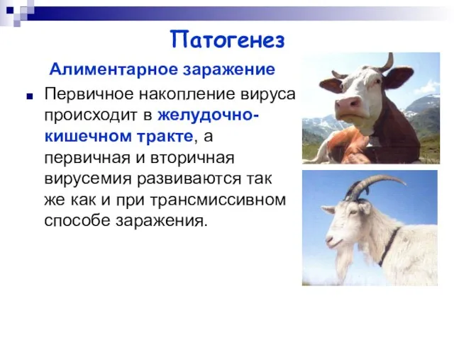 Патогенез Алиментарное заражение Первичное накопление вируса происходит в желудочно-кишечном тракте, а