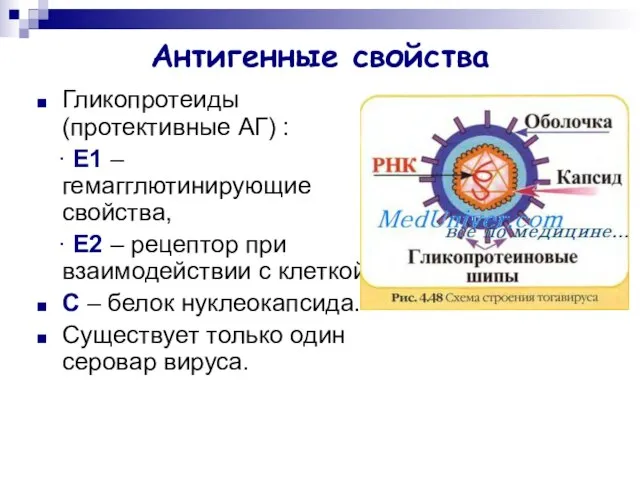 Антигенные свойства Гликопротеиды (протективные АГ) : ∙ Е1 – гемагглютинирующие свойства,