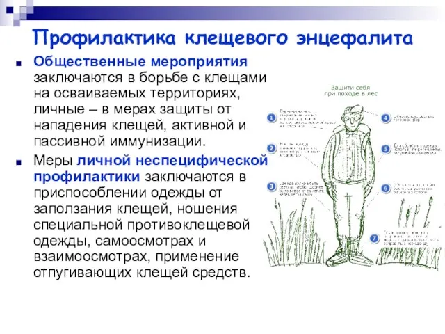 Профилактика клещевого энцефалита Общественные мероприятия заключаются в борьбе с клещами на