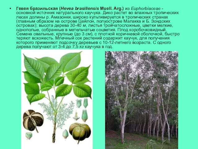 Гевея бразильская (Hevea brasiliensis Muell. Arg.) из Euphorbiaceae - основной источник