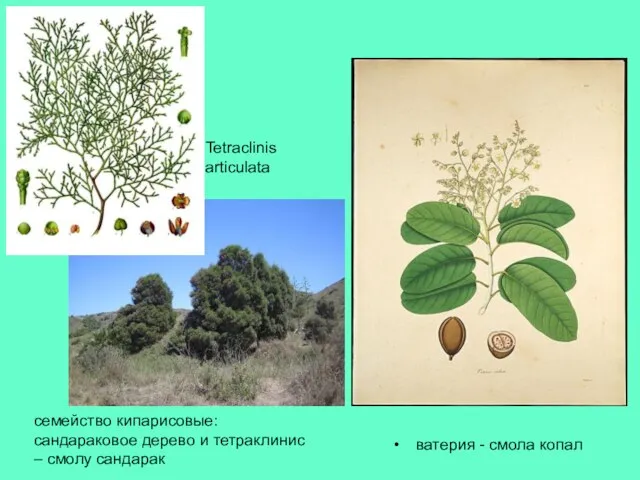 ватерия - смола копал семейство кипарисовые: сандараковое дерево и тетраклинис – смолу сандарак Tetraclinis articulata