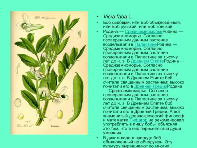 Vicia faba L. Боб садо́вый, или Боб обыкнове́нный, или Боб ру́сский,