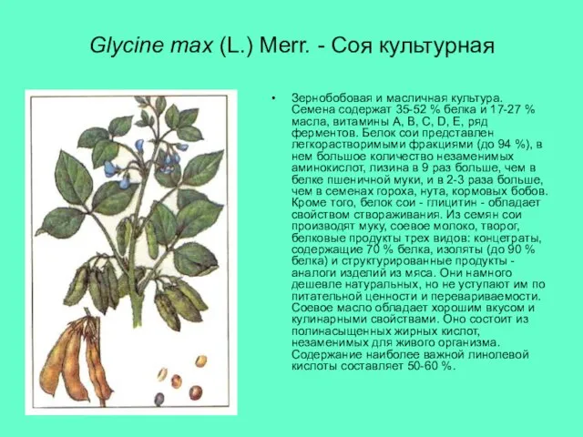 Glycine max (L.) Merr. - Соя культурная Зернобобовая и масличная культура.