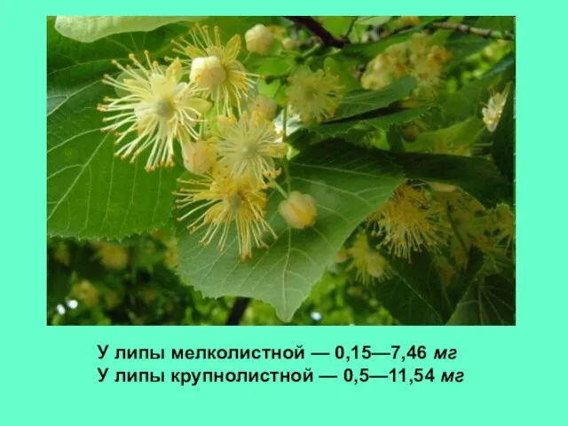 У липы мелколистной — 0,15—7,46 мг У липы крупнолистной — 0,5—11,54 мг