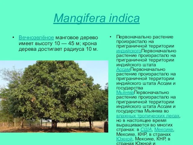 Mangifera indica Вечнозелёное манговое дерево имеет высоту 10 — 45 м;