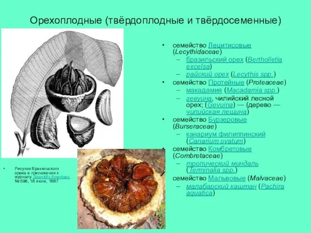 Орехоплодные (твёрдоплодные и твёрдосеменные) Рисунок бразильского ореха в приложении к журналу