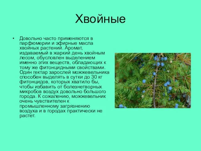 Хвойные Довольно часто применяются в парфюмерии и эфирные масла хвойных растений.