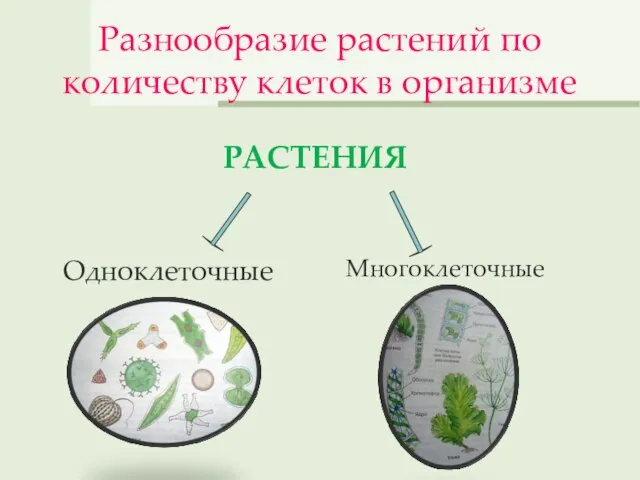 Разнообразие растений по количеству клеток в организме РАСТЕНИЯ Одноклеточные Многоклеточные