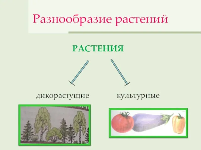 Разнообразие растений РАСТЕНИЯ дикорастущие культурные