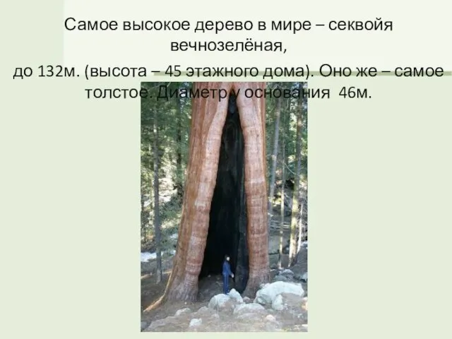 Самое высокое дерево в мире – секвойя вечнозелёная, до 132м. (высота